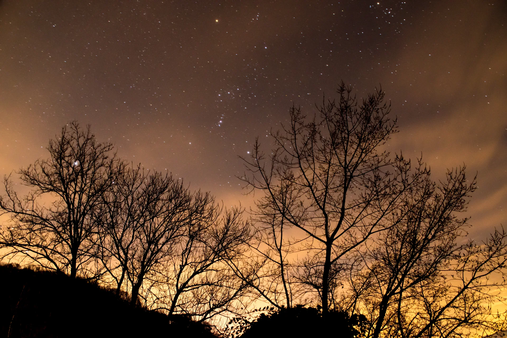 Trees and stars at night