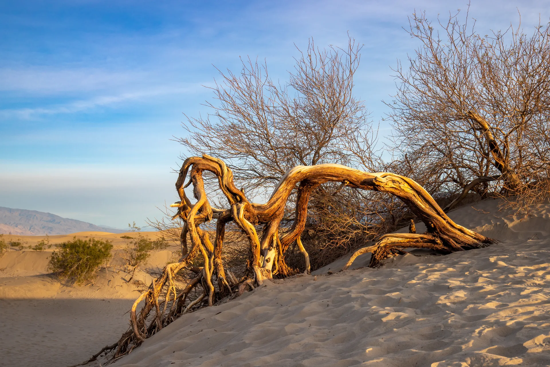 Twisted Bark at Sunrise