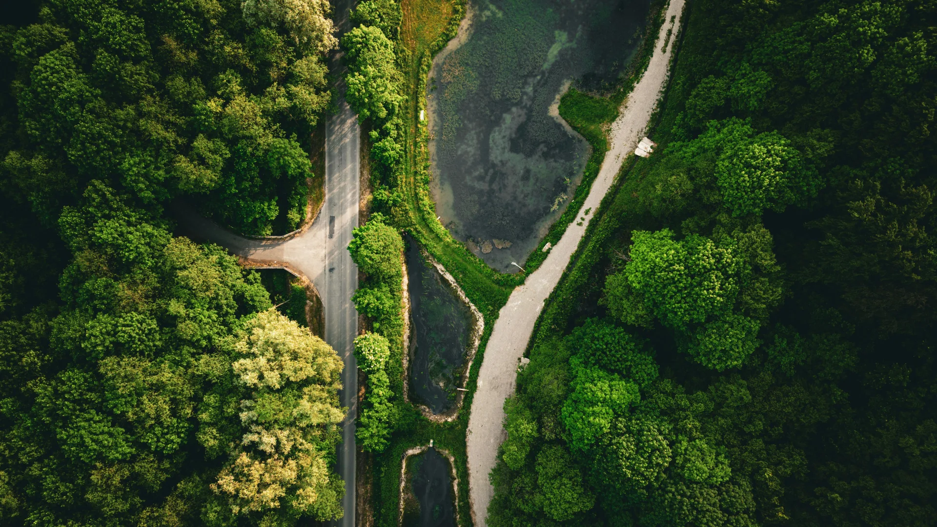 Vitalii Onyshchuk · Poland · nature · trees