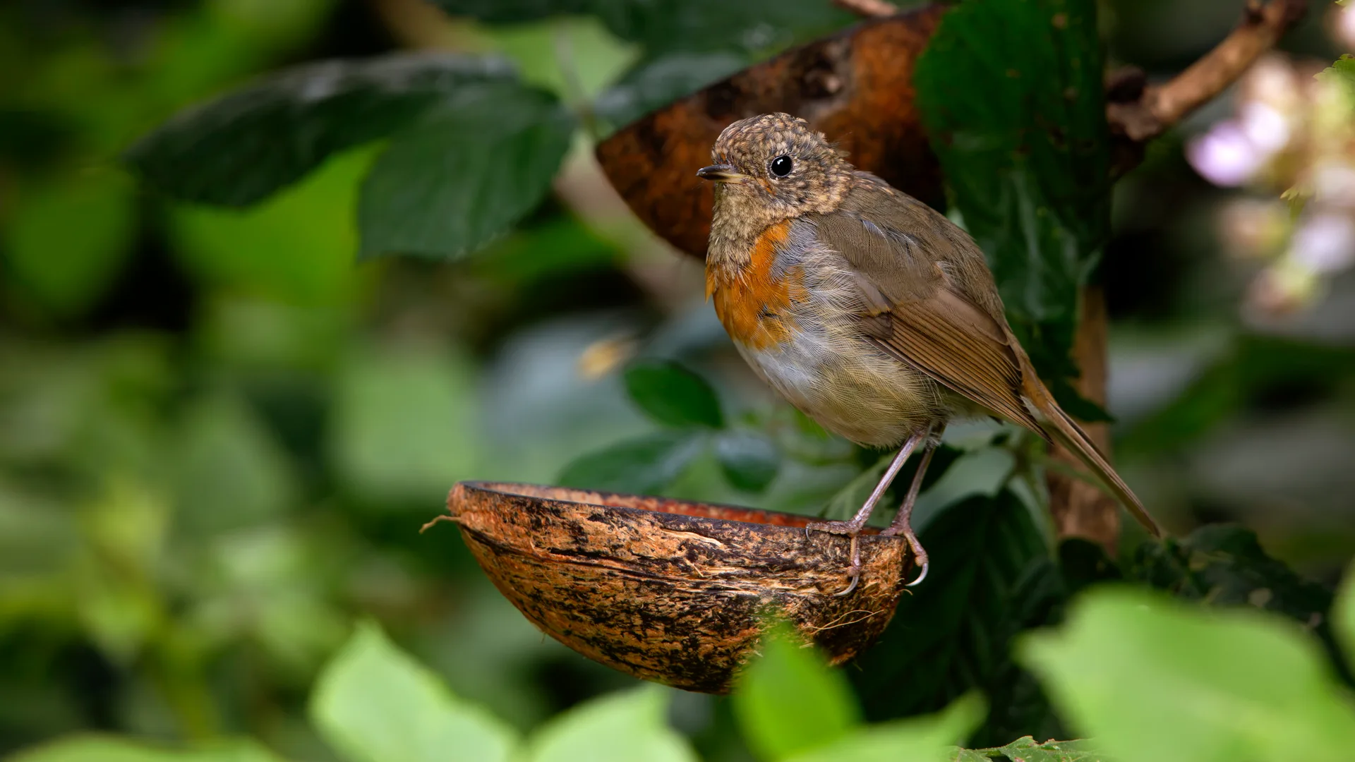 wildlife · photography · birds · bokeh