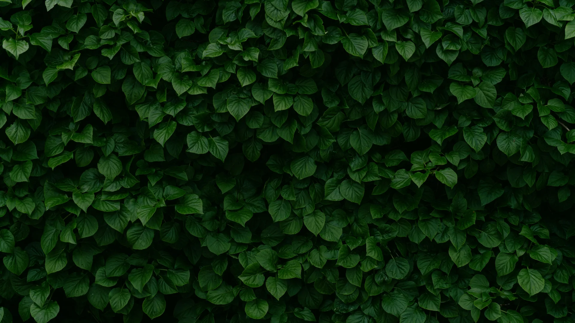 nature · leaves · depth of field · closeup
