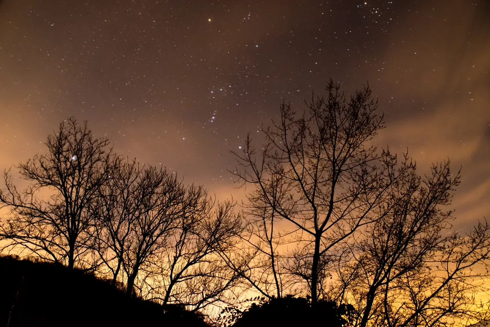 Trees and stars at night