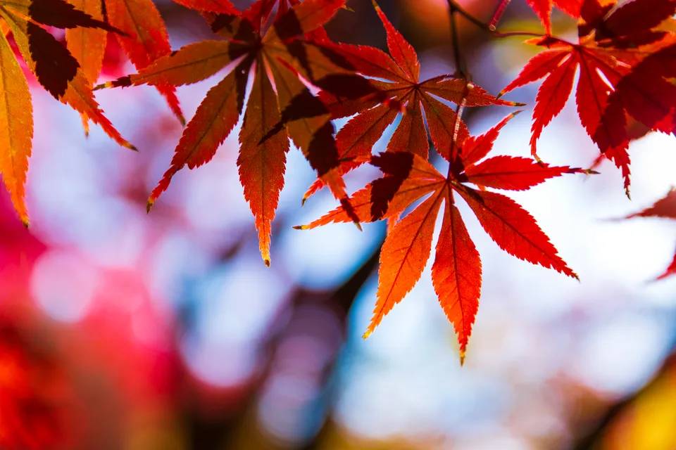 nature · foliage · fall · Japan