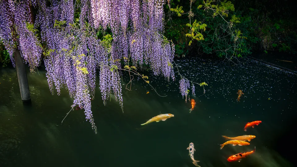 Kurumaebi · Japan · pond · water